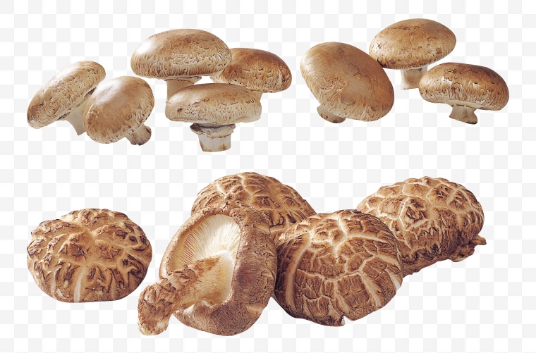 蘑菇 香菇 花菇 