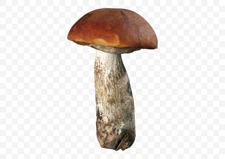 蘑菇 伞菇 野蘑菇 