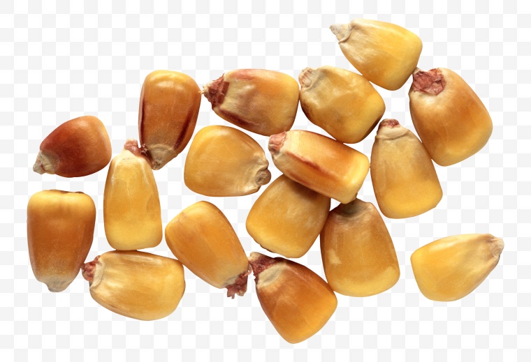 玉米 玉米粒 