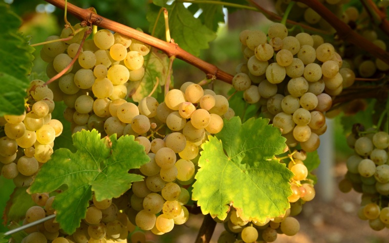 葡萄 葡萄背景 水果 
