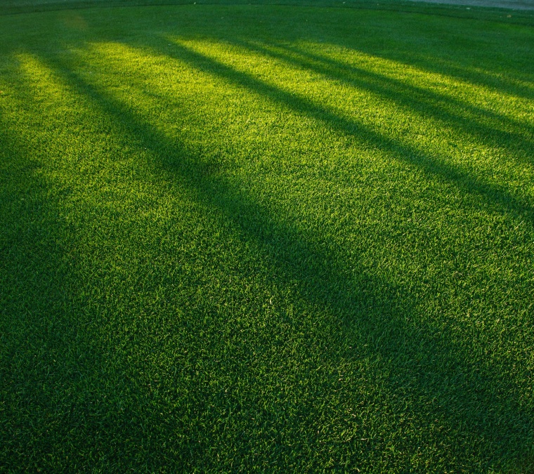 绿地 草地 草坪 