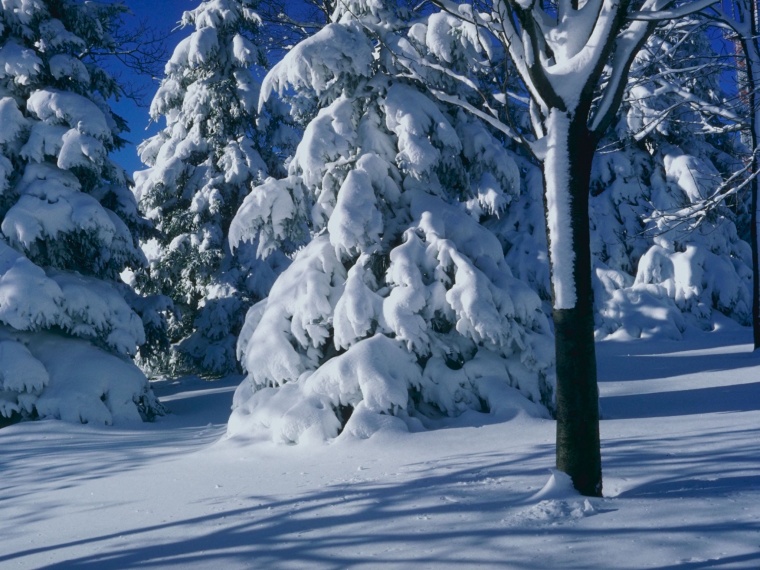 冬季 雪景 雪地 冬天 