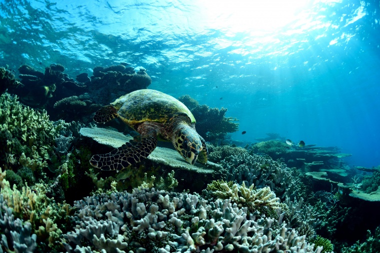 海底 海水 海底世界 海龟 