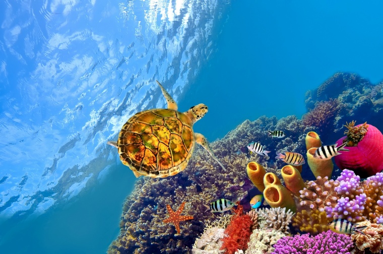 海底 海水 海底世界 海龟 鱼 