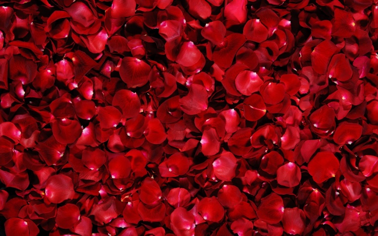 红色玫瑰花瓣 红玫瑰 玫瑰花瓣 玫瑰 情人节 爱情 