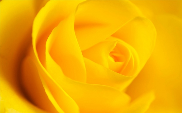 黄色玫瑰花 黄玫瑰 玫瑰花 玫瑰 情人节 爱情 