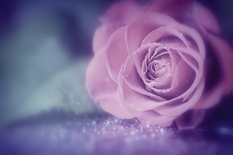 紫色玫瑰花 紫玫瑰 玫瑰花 玫瑰 情人节 爱情 
