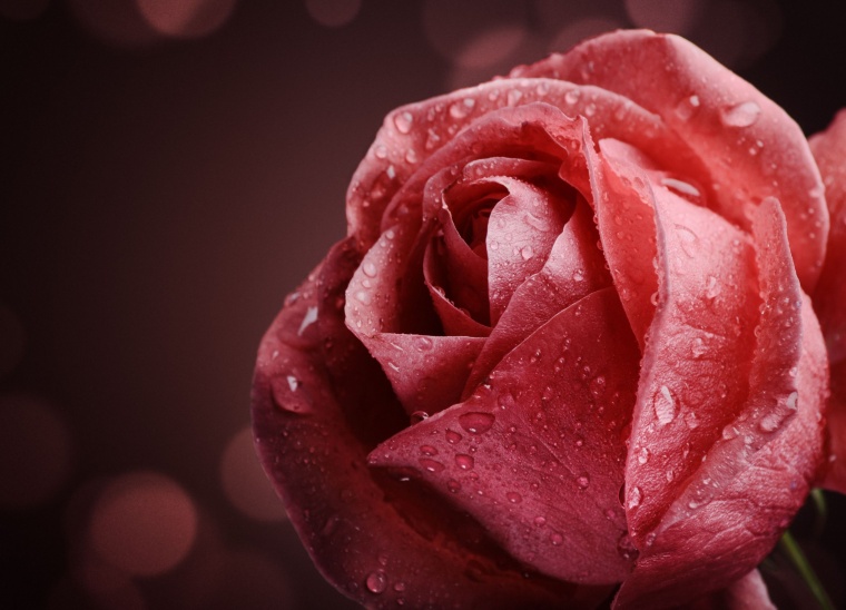 红色玫瑰花 红玫瑰 玫瑰花 玫瑰 情人节 爱情 