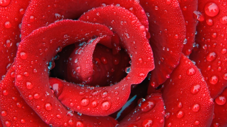 红色玫瑰花 红玫瑰 玫瑰花 玫瑰 情人节 爱情 