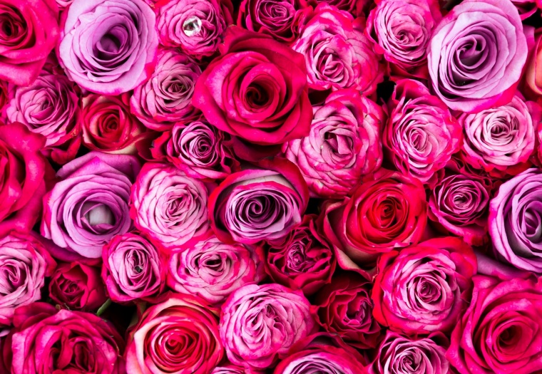 粉色玫瑰花 粉玫瑰 玫瑰花 玫瑰 情人节 爱情 