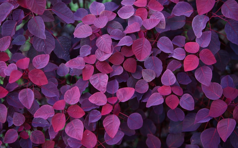 紫色的叶子 唯美背景 紫色背景 