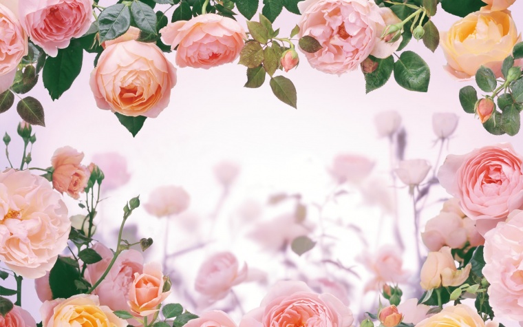 唯美 玫瑰花 粉色 浪漫 