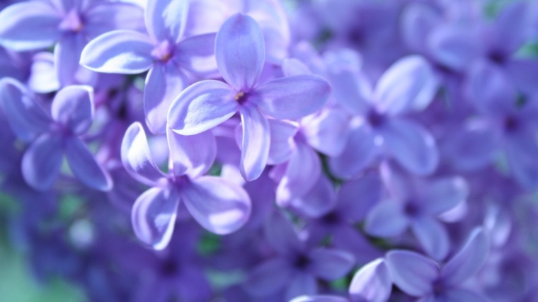 紫色花朵 紫色 