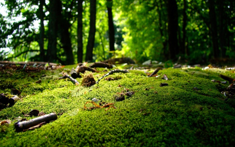唯美 森林 丛林 树林 树根 绿色 