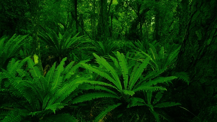唯美 森林 丛林 树林 绿色 