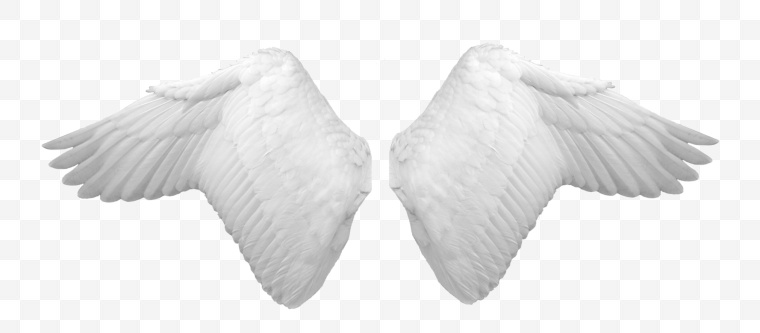 白色翅膀 翅膀 