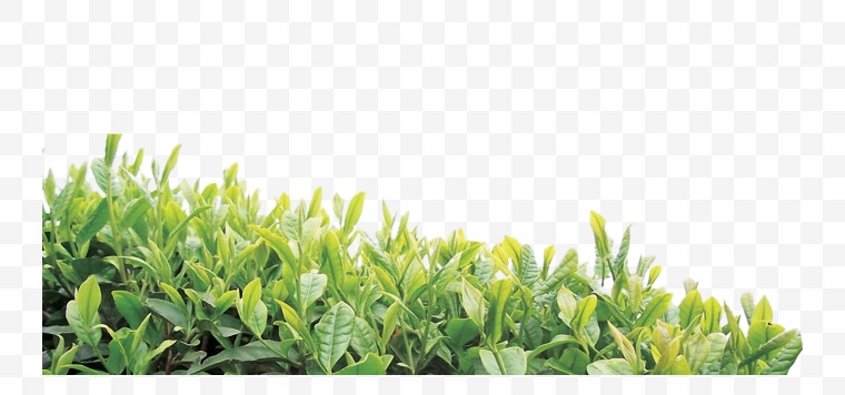 茶叶 茶 茶草 绿茶 