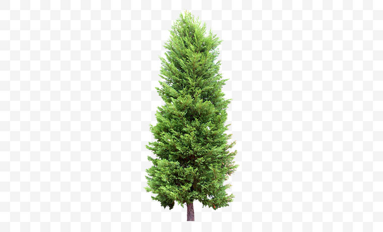 冷杉树 冷杉 冷杉树图片 冷杉树素材 树 圣诞树 