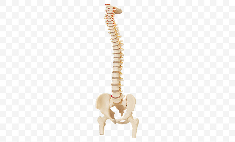 人体 骨架 椎骨 
