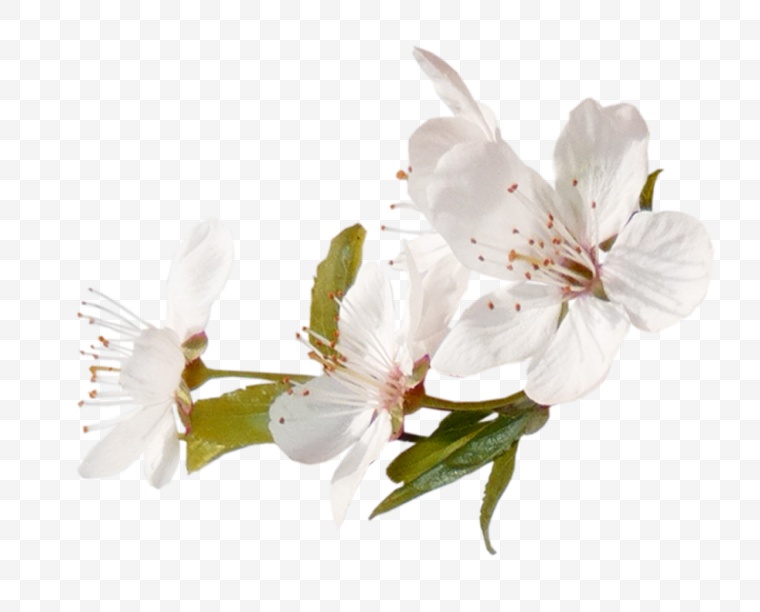 春天的花 白色的花 花 