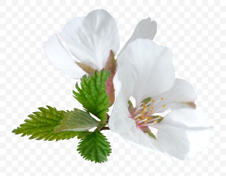 春天的花 白色的花 花 