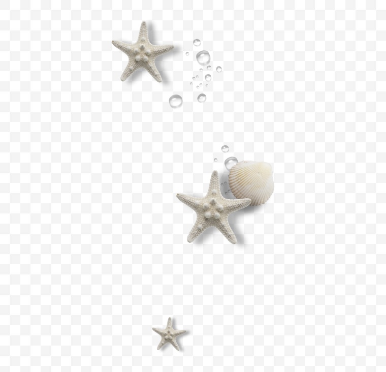 海星 贝壳 海洋物种 