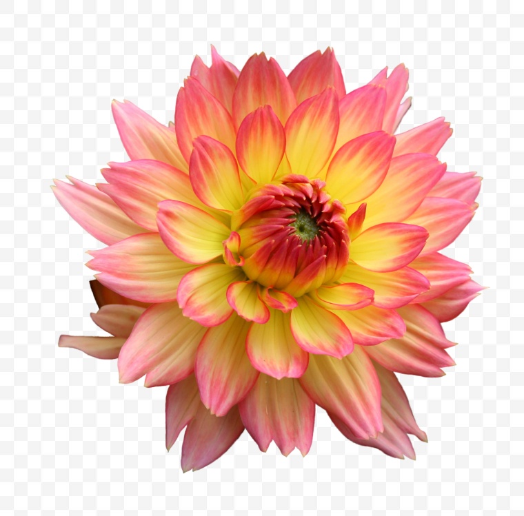 天竺牡丹 大丽花 花 