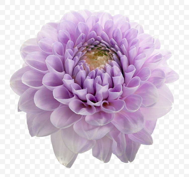 天竺牡丹 大丽花 花 