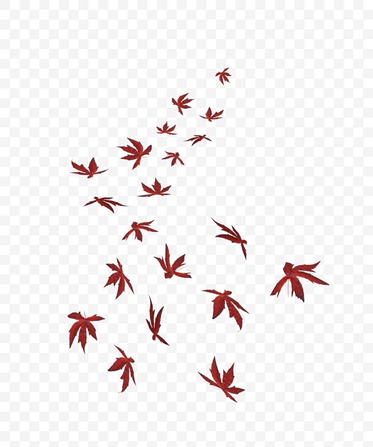 红色枫叶 秋天落叶 秋季 