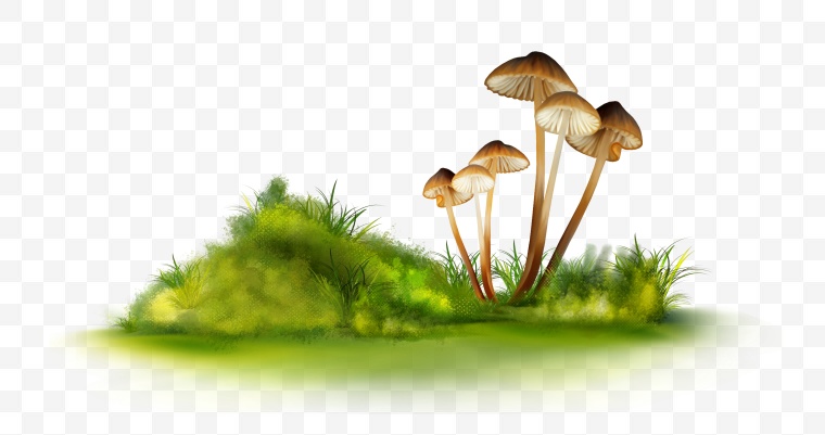蘑菇 香菇 蔬菜 