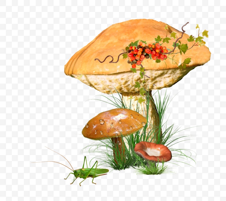 蘑菇 香菇 蔬菜 