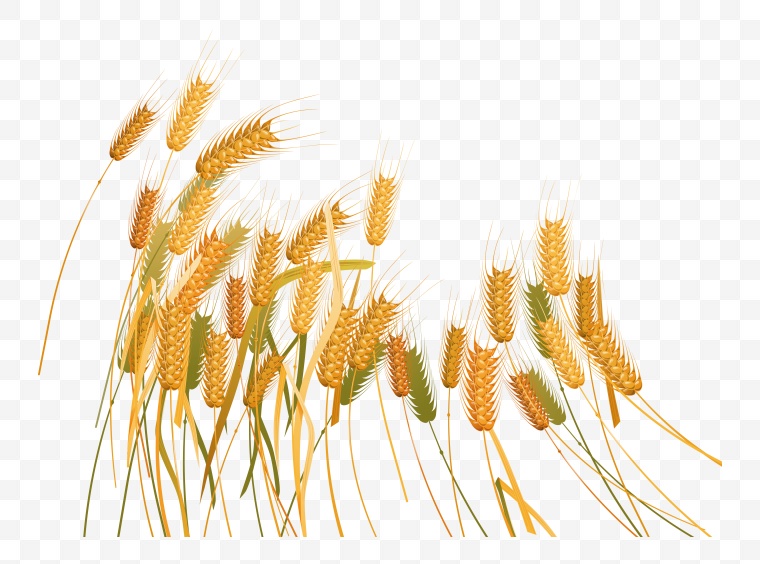谷物 五谷 粮食 小麦 麦穗 