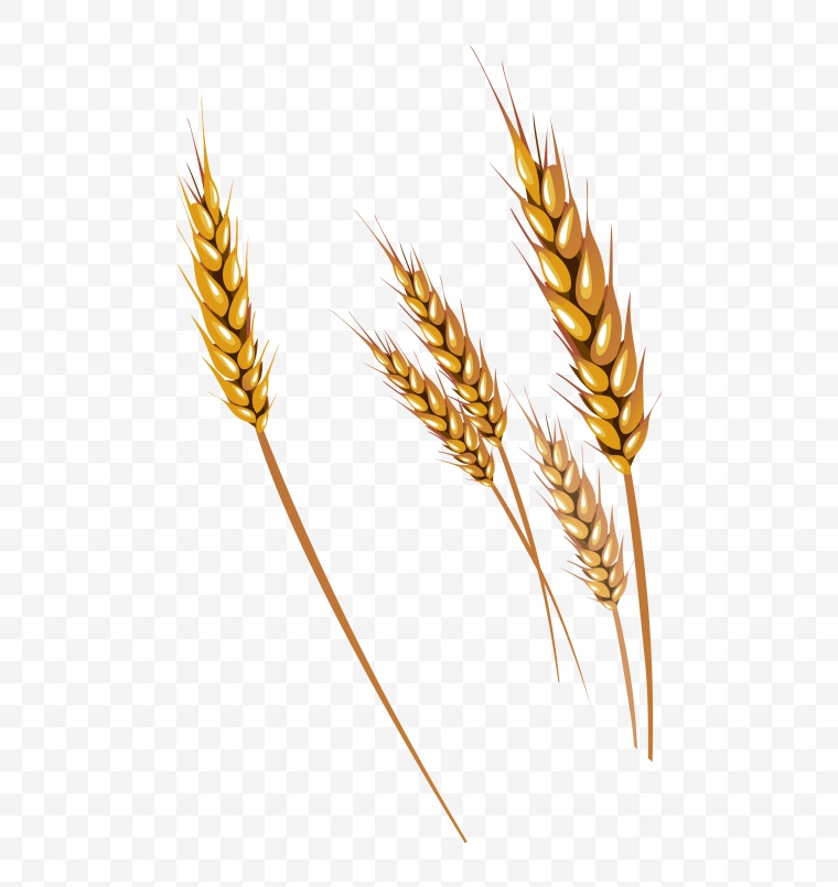 谷物 五谷 小麦 麦穗 