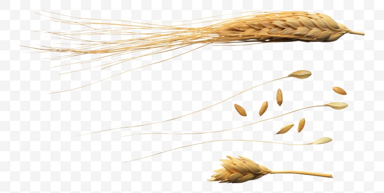 谷物 五谷 小麦 麦穗 