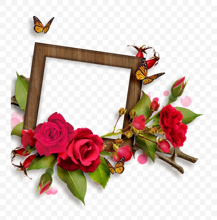 红色玫瑰花 红玫瑰 玫瑰花 玫瑰 情人节 花 玫瑰花相框 相框 