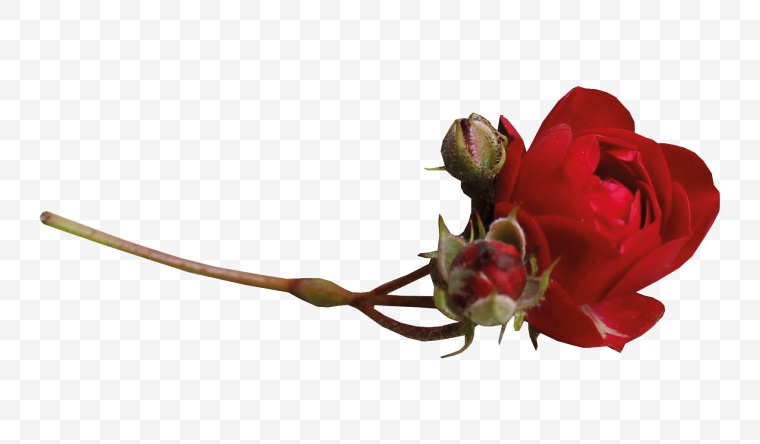 红色玫瑰花 红玫瑰 玫瑰花 玫瑰 情人节 花 