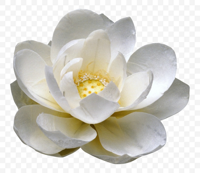 荷花 花 白色的花 