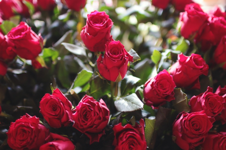 花束  一束花  花  红玫瑰  浪漫 玫瑰  情人节 爱情 