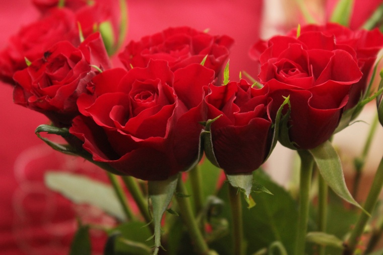 红玫瑰 玫瑰花 花 爱情 浪漫 情人节 