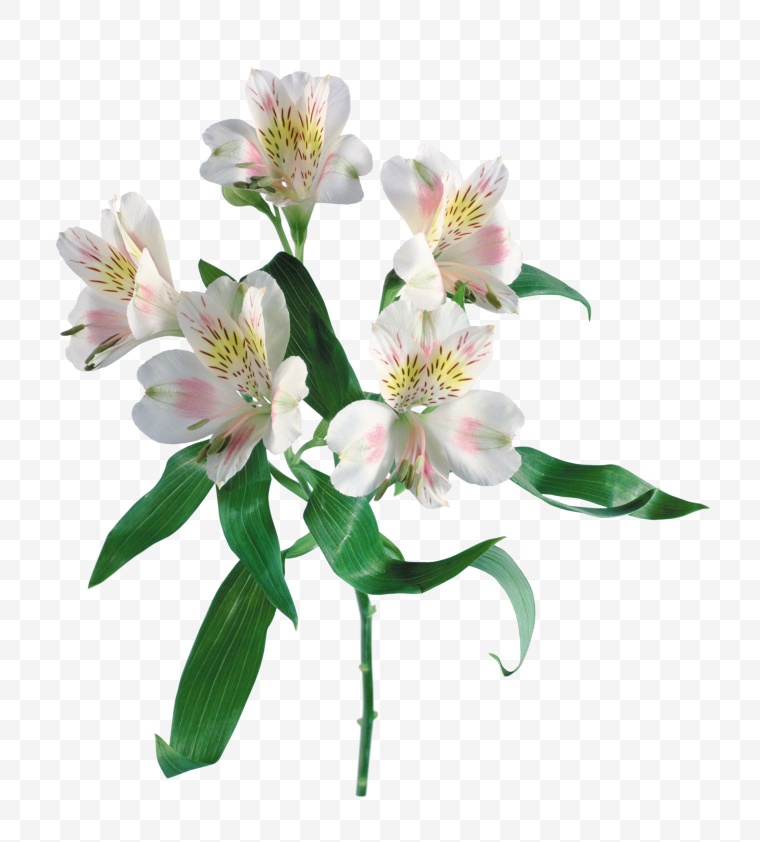 香水百合 百合 花 