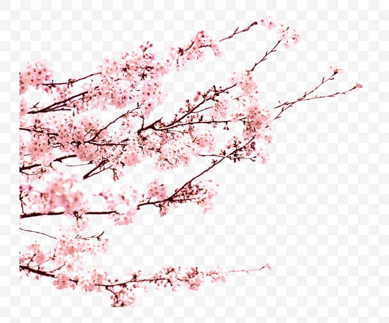 桃花 花 粉色的花 中国风 