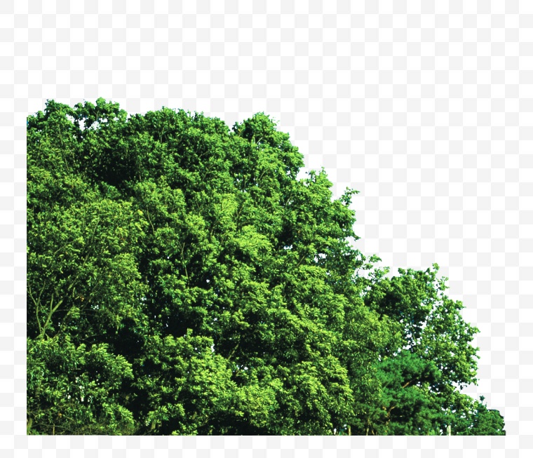 绿树 树 