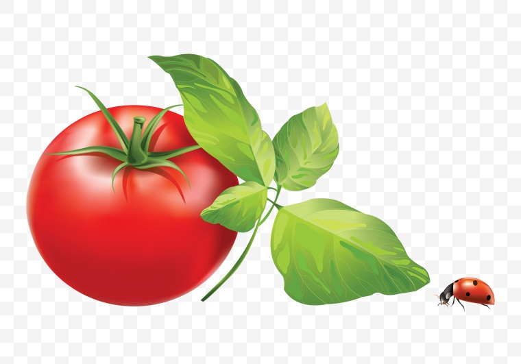 西红柿 番茄 蔬菜 