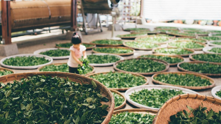 茶 茶叶 绿茶 生活 背景图 背景素材 高清背景 