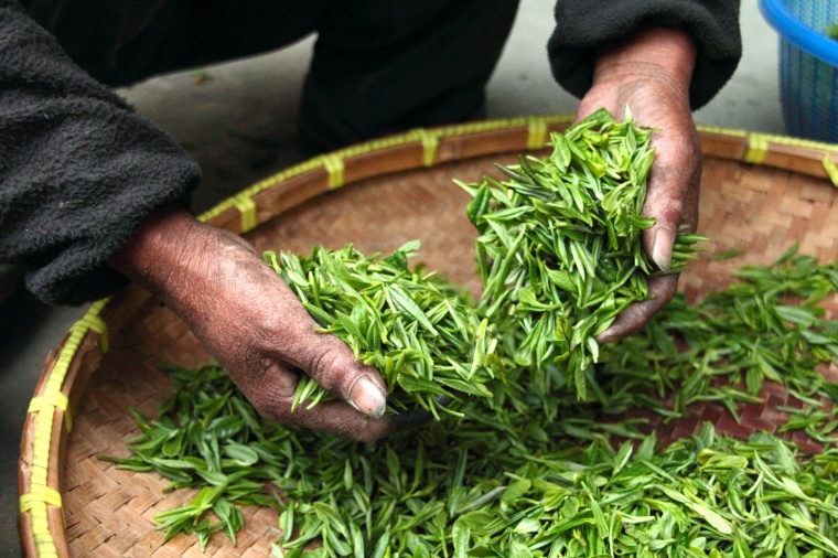 茶 茶叶 绿茶 劳动 生活 背景图 背景素材 高清背景 