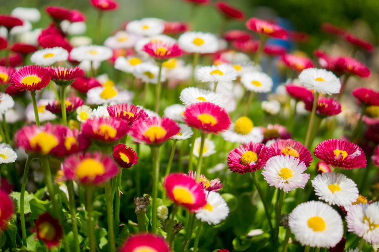 花 鲜花 红花 白花 菊花 雏菊 美丽 花卉 高清背景 背景图 