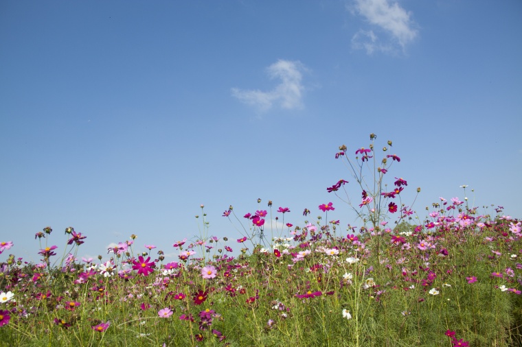 花 鲜花 白花 粉花 菊花 波斯菊 美丽 花卉 高清背景 背景图 