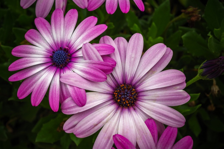 花 鲜花 紫花 菊花 雏菊 小菊花 美丽 花卉 高清背景 背景图 