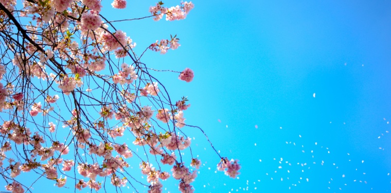 花 鲜花 粉花 樱花 樱花树 美丽 花卉 高清背景 背景图 