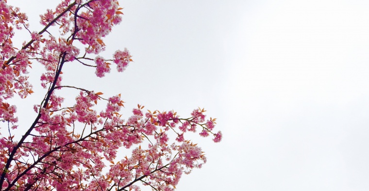 花 鲜花 粉花 樱花 樱花树 美丽 花卉 高清背景 背景图 